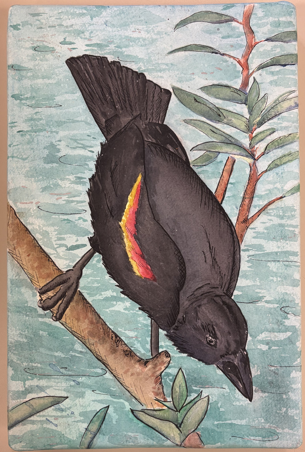 Red-winged Blackbird
